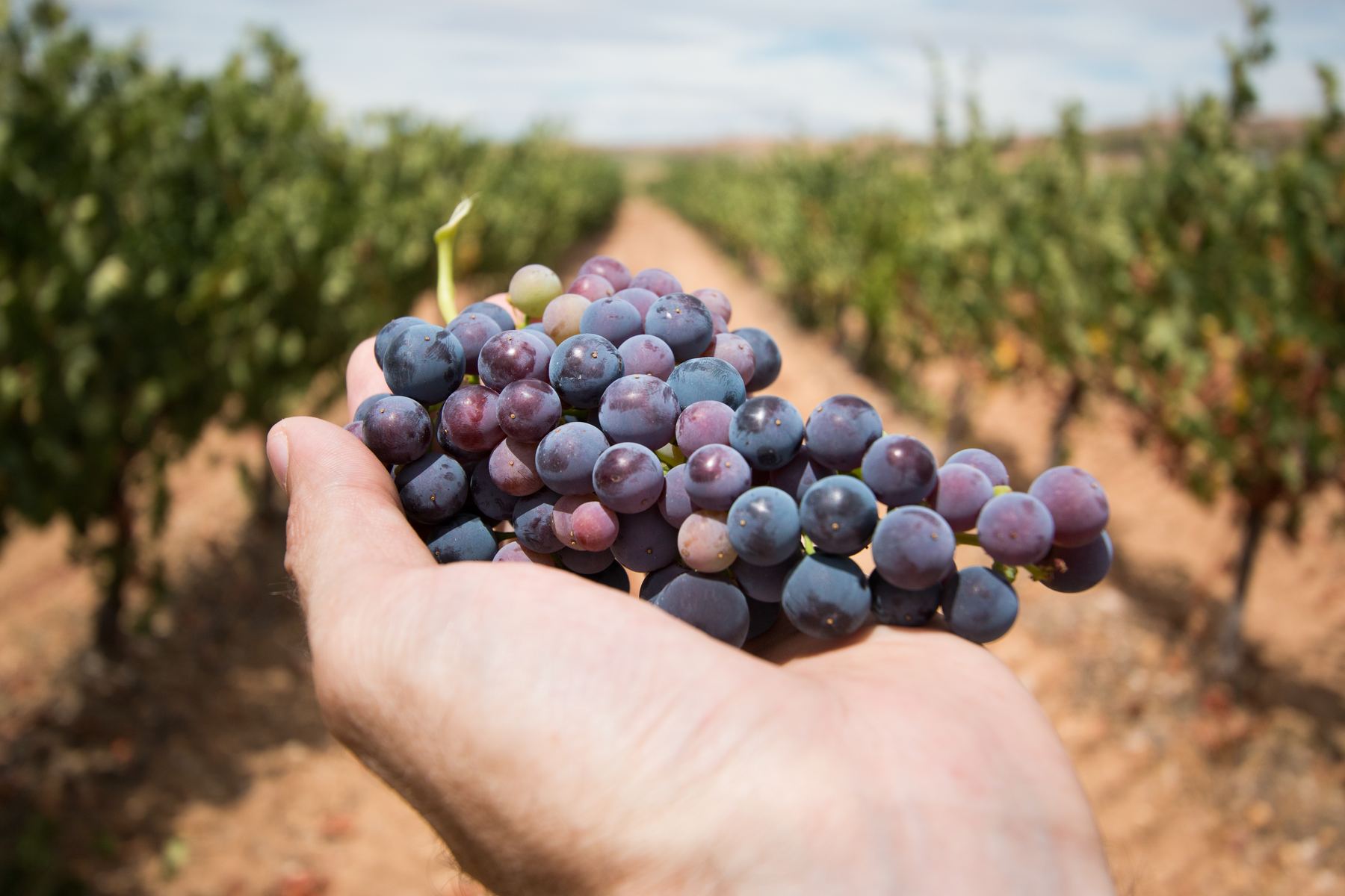 Cosecha de uvas a mano