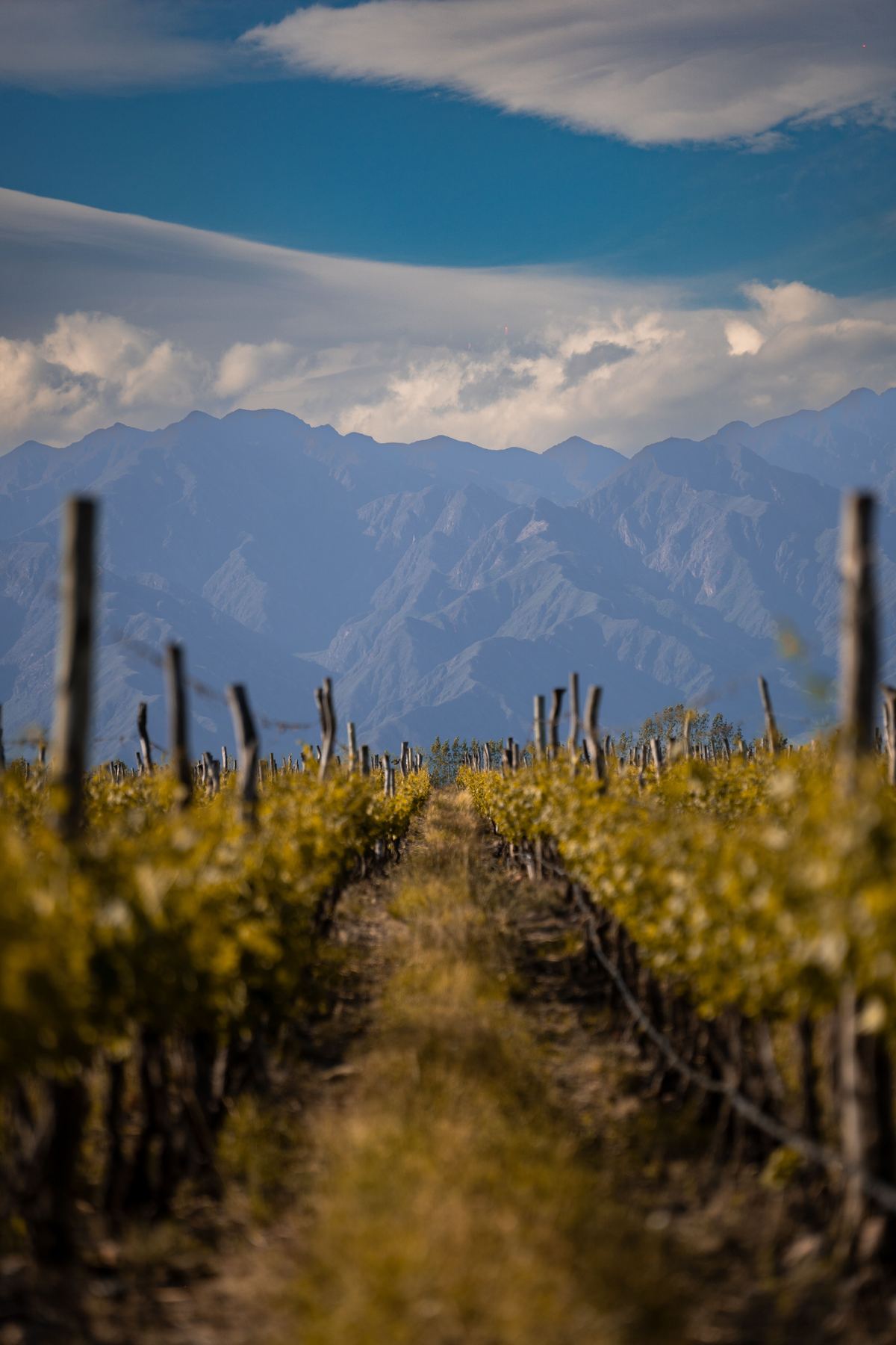 Viñedo con los Andes de fondo
