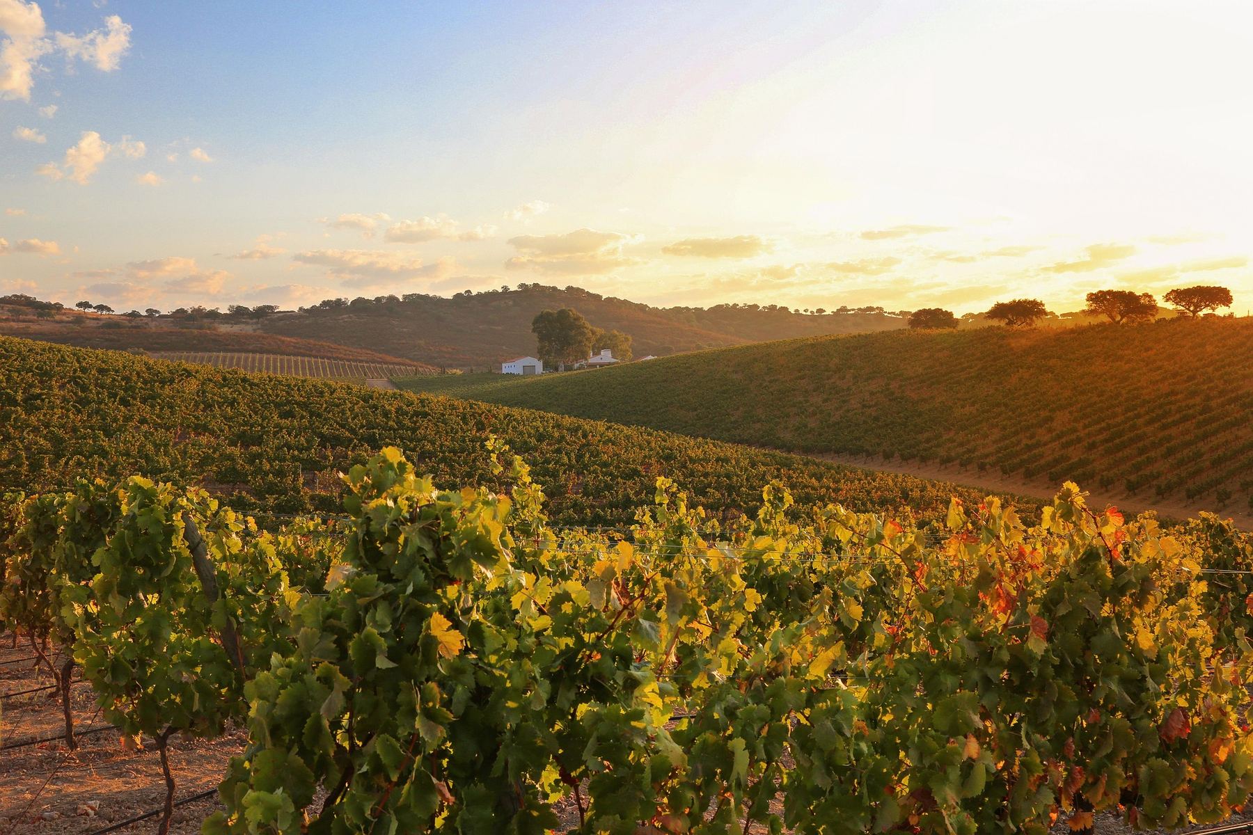 Viñedo al atardecer